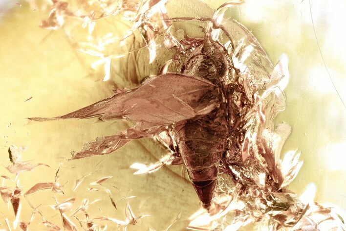 Detailed Fossil Leafhopper and Mite In Baltic Amber #367498